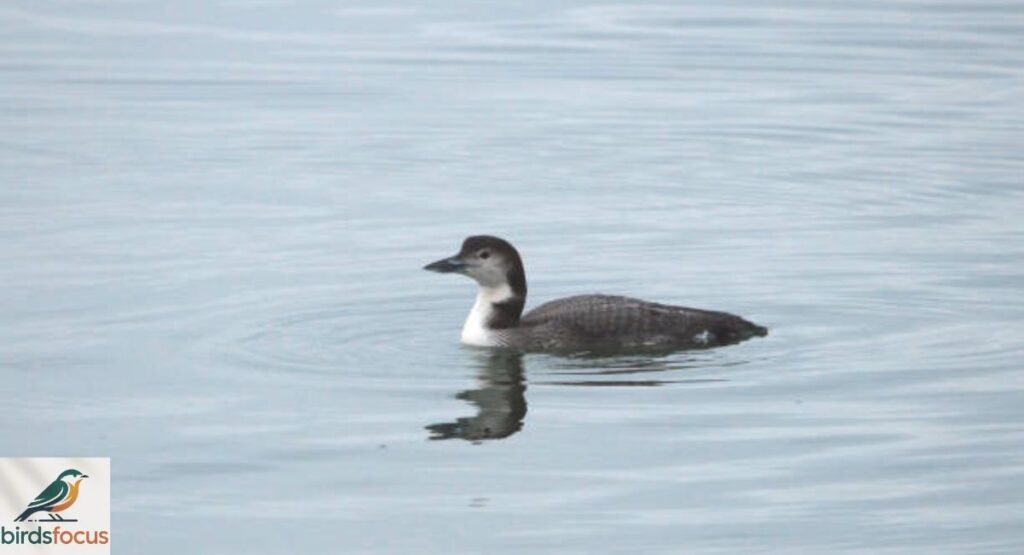 Pacific Loon