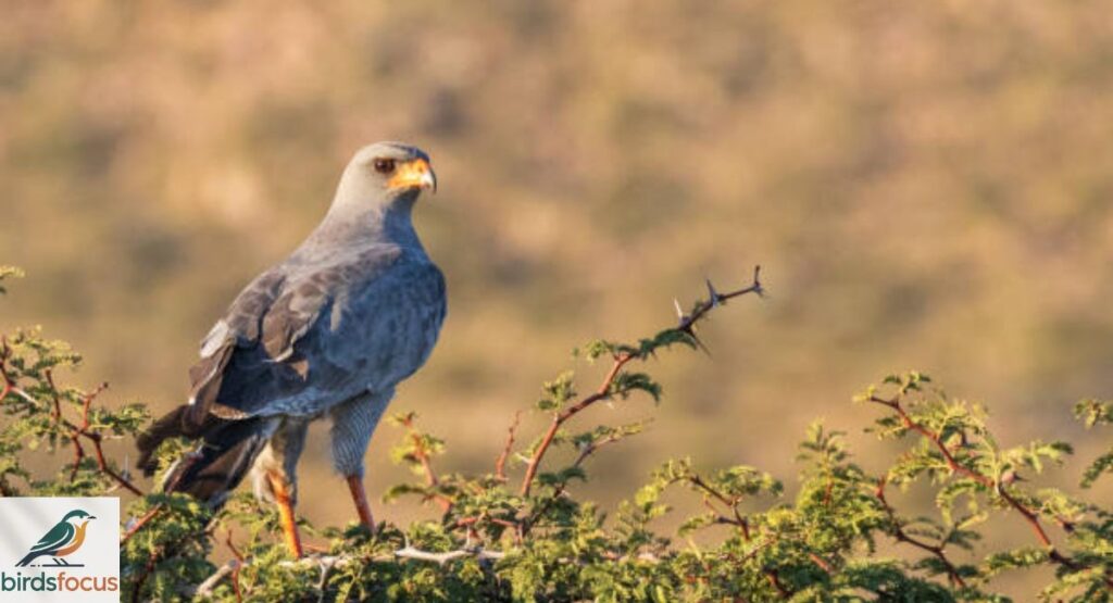 Pale Chanting Goshawk