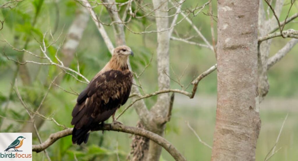 Pallas’s Fish Eagle