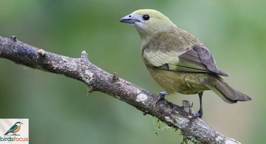 Palm Tanager