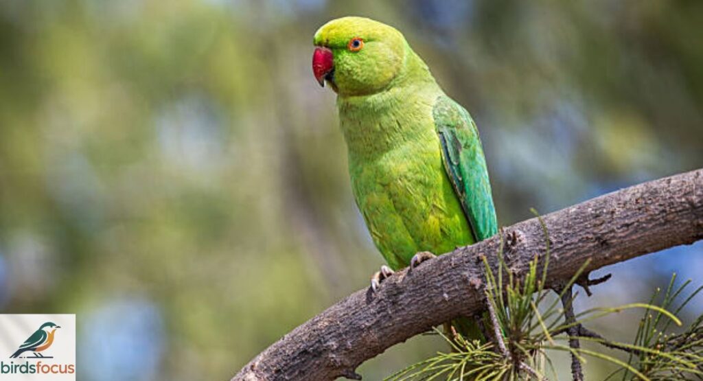Parakeet