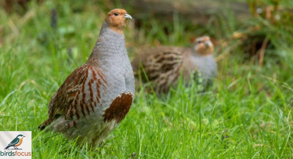 Partridge