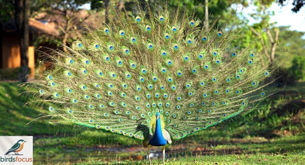 Peacock