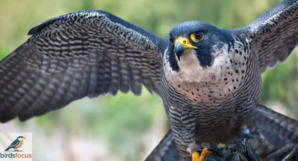 Peregrine Falcon