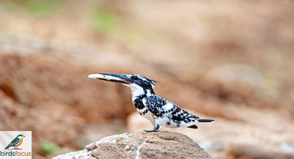 Pied Kingfisher