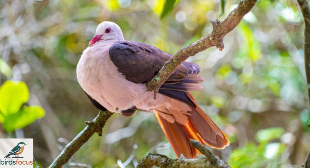 Pink Pigeon
