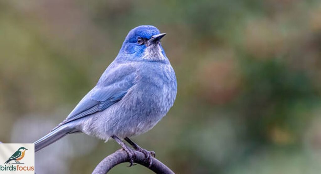 Pinyon Jay