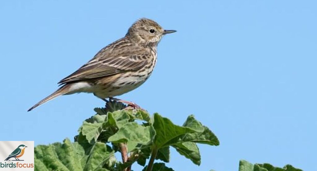 Pipit