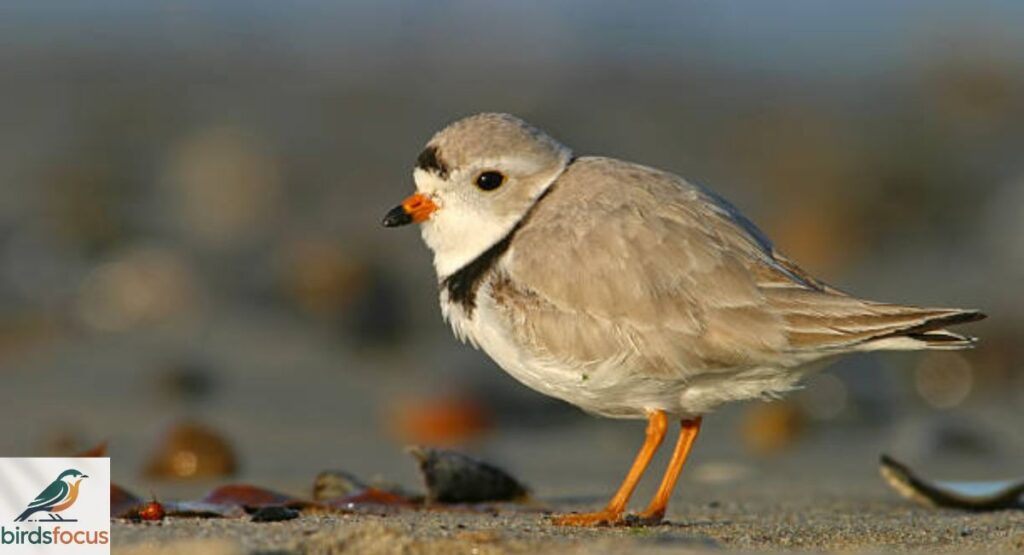 Plover