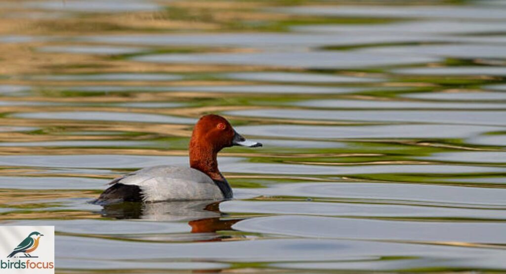 Pochard