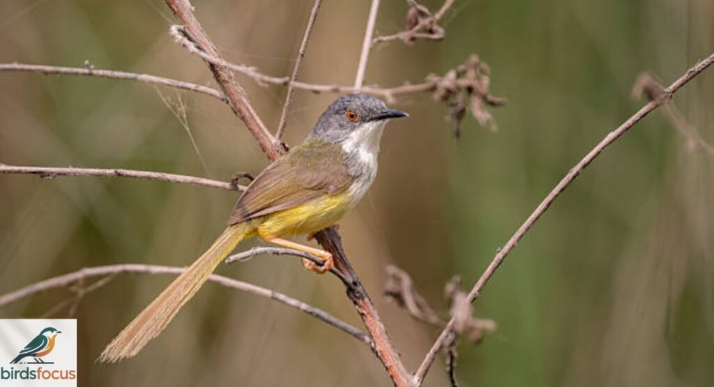 Prinia