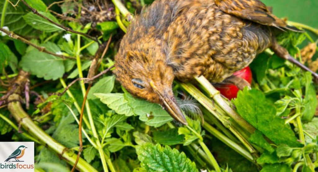 Problems Caused by Birds in Gardens