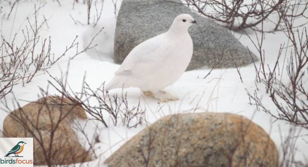 Ptarmigan