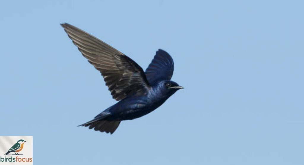 Purple Martin