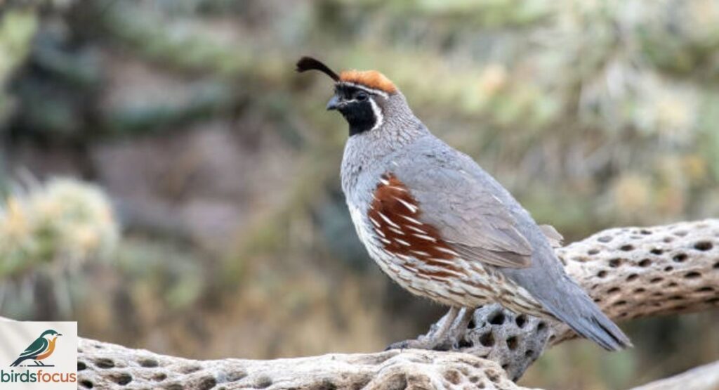 Quail, Gambel’s