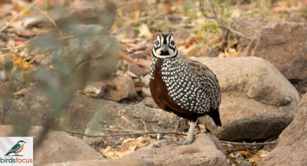 Quail, Mountain
