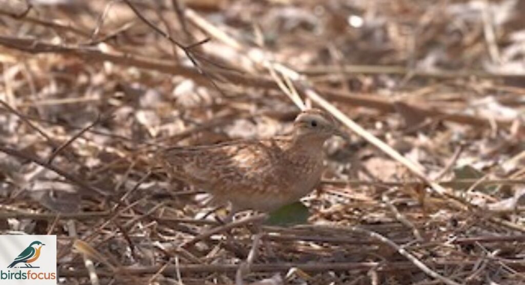 Quail-Plover