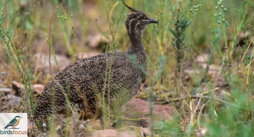 Quebracho Crested Tinamou