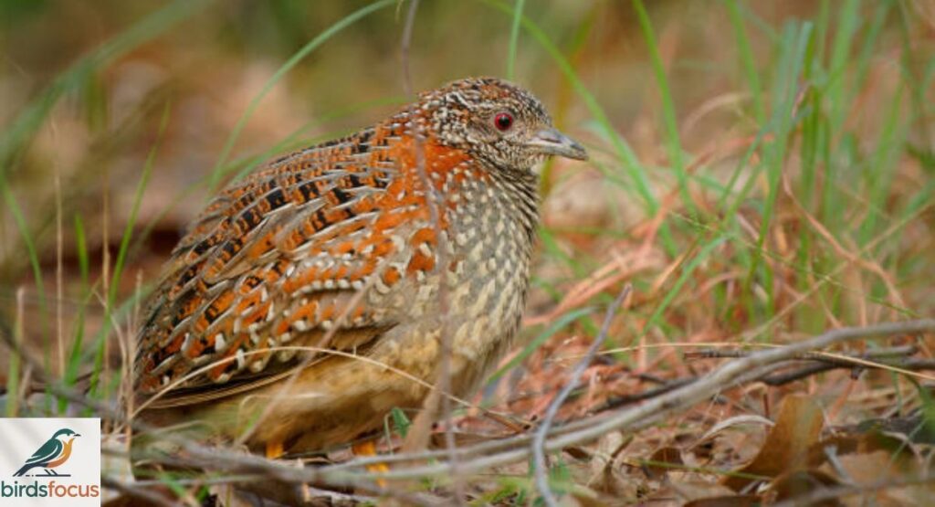 Queensland Buttonquail