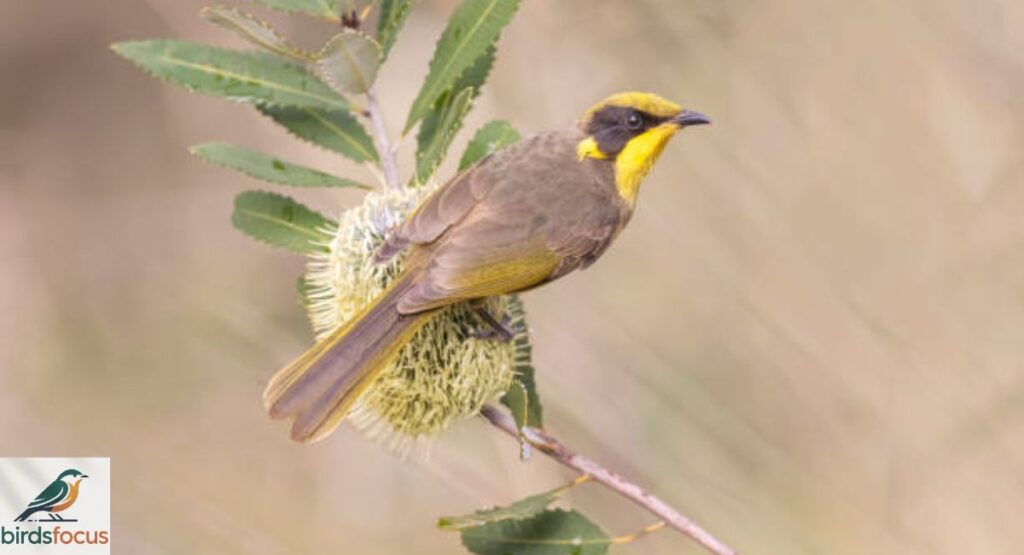 Queensland Honeyeater