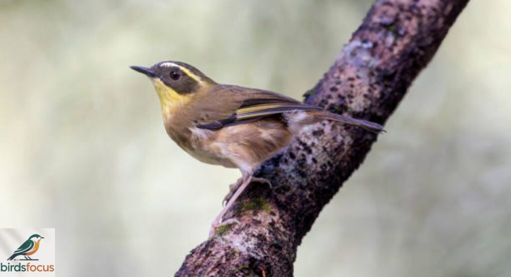 Queensland Scrubwren