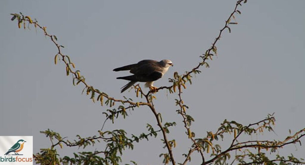 Quelea, Black-winged