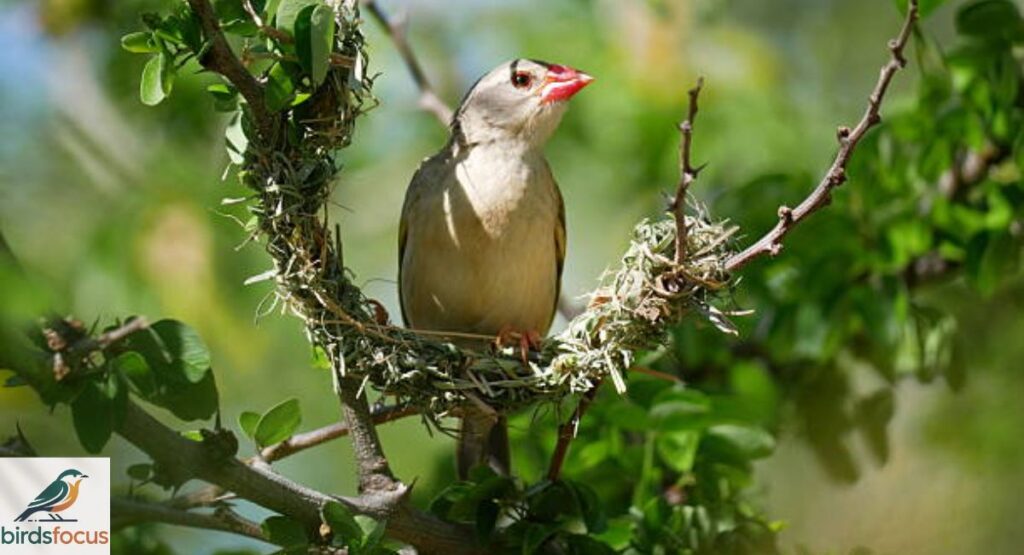 Quelea, Pink-billed