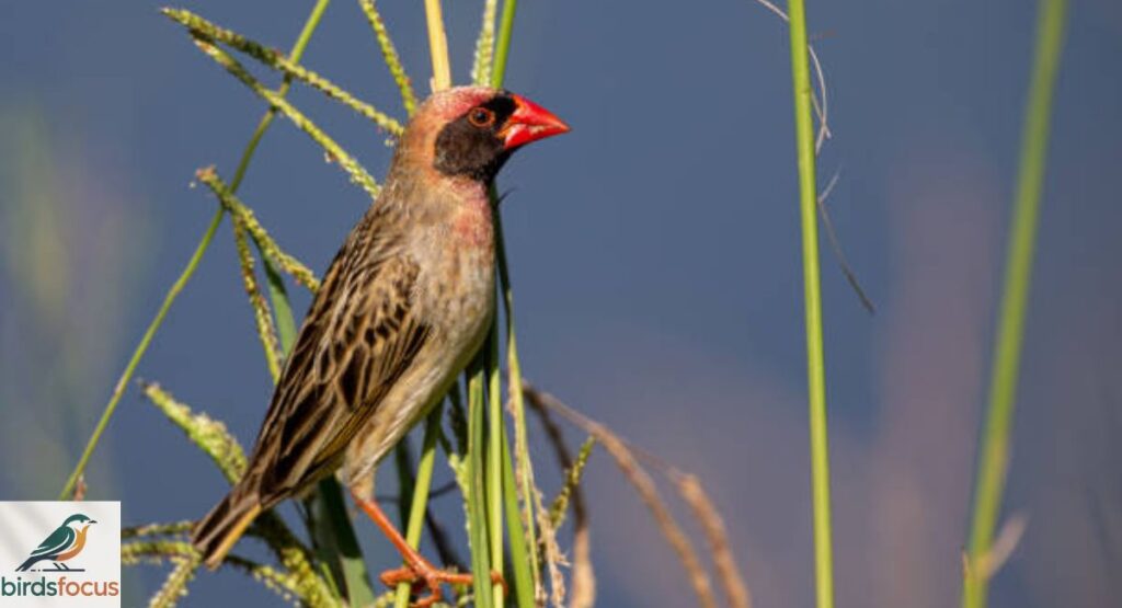 Quelea, Red-billed