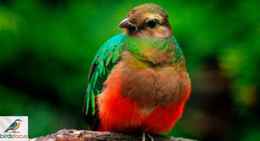 Quetzal, Golden-headed