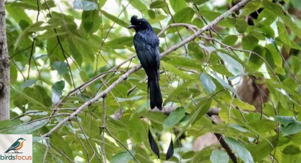 Racket-tailed Drongo