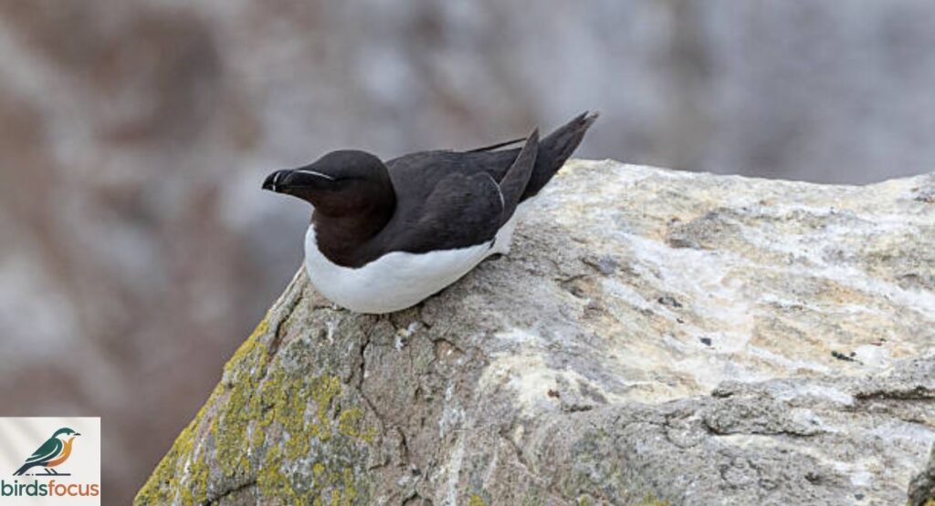 Razorbill