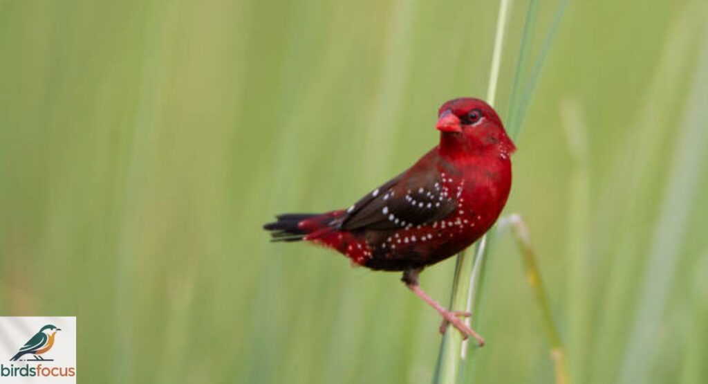 Red Avadavat