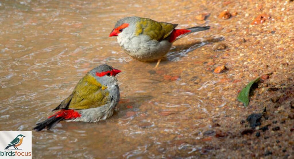 Red-browed Finch