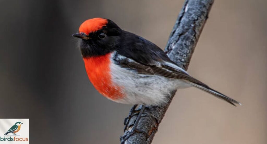 Red-capped Robin