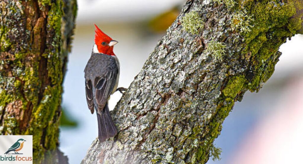 Red-crested Cardinal