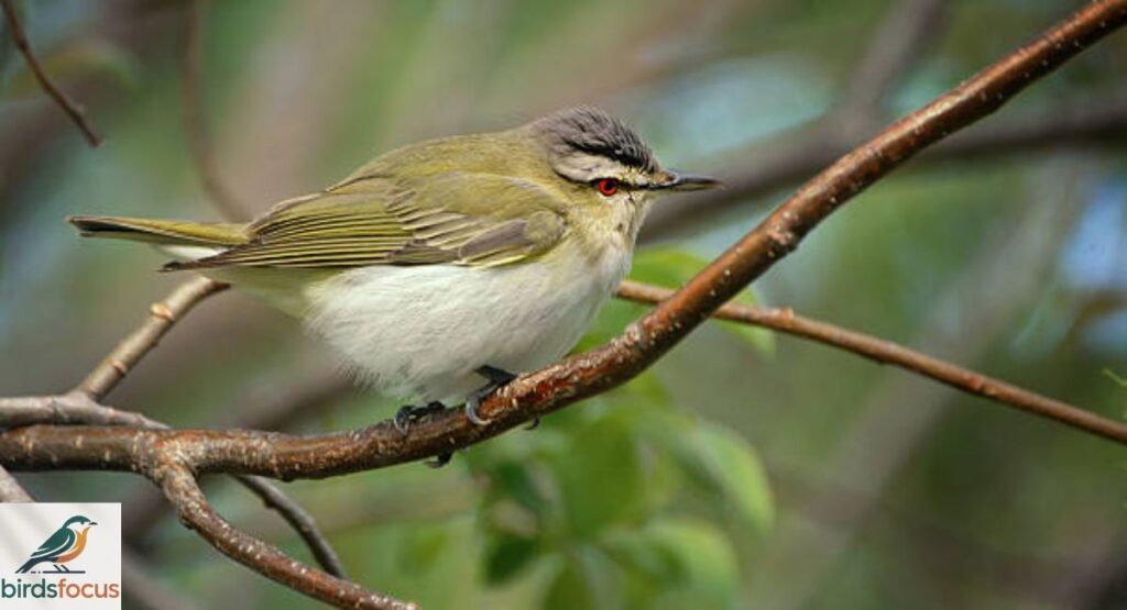 Red-eyed Vireo