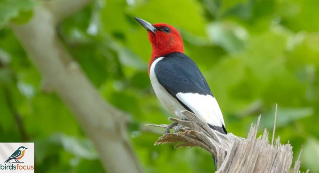 Red-headed Woodpecker
