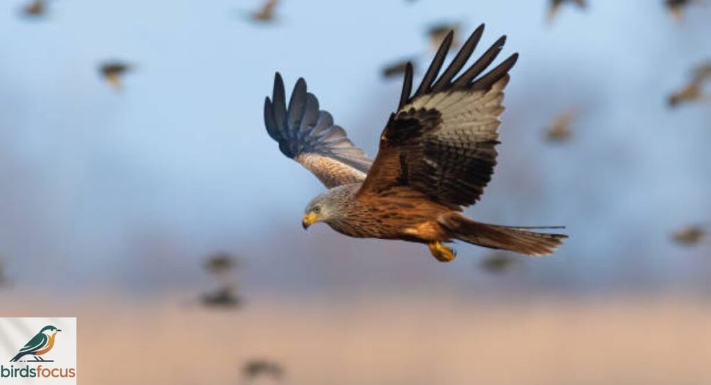 Red Kite