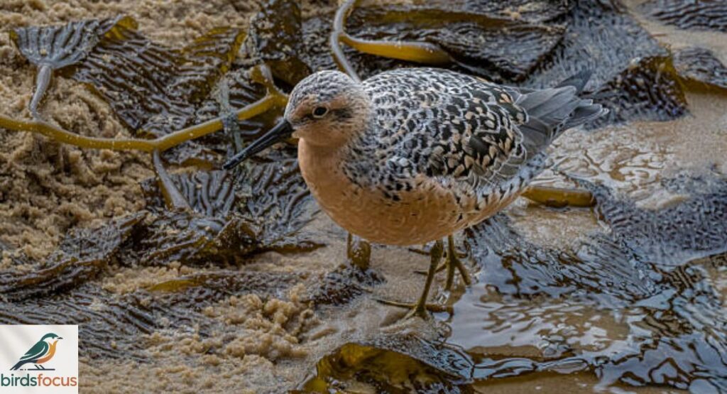 Red Knot