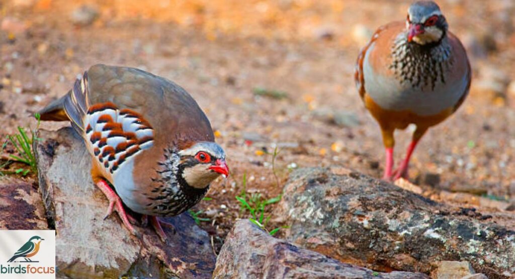 Red-legged Partridge