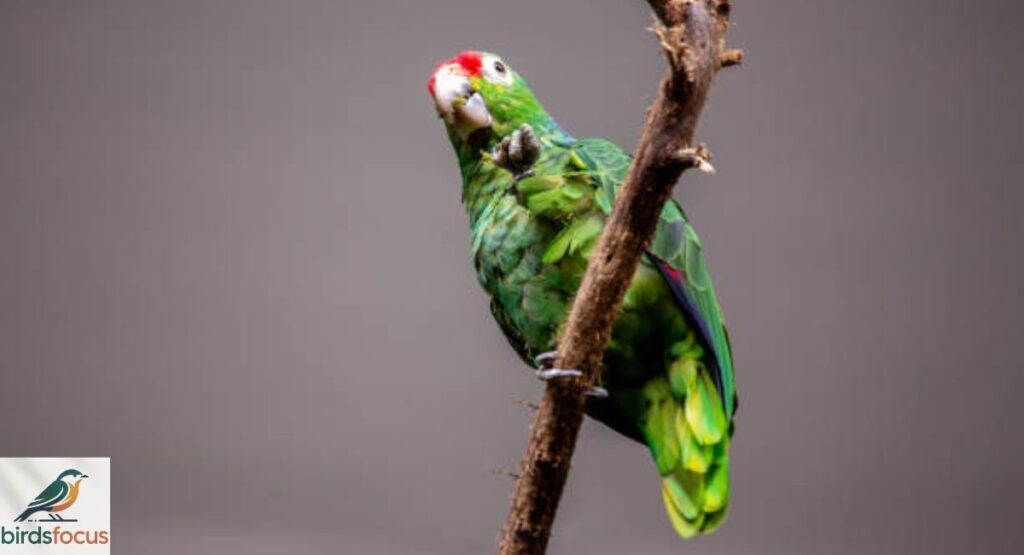 Red-lored Parrot
