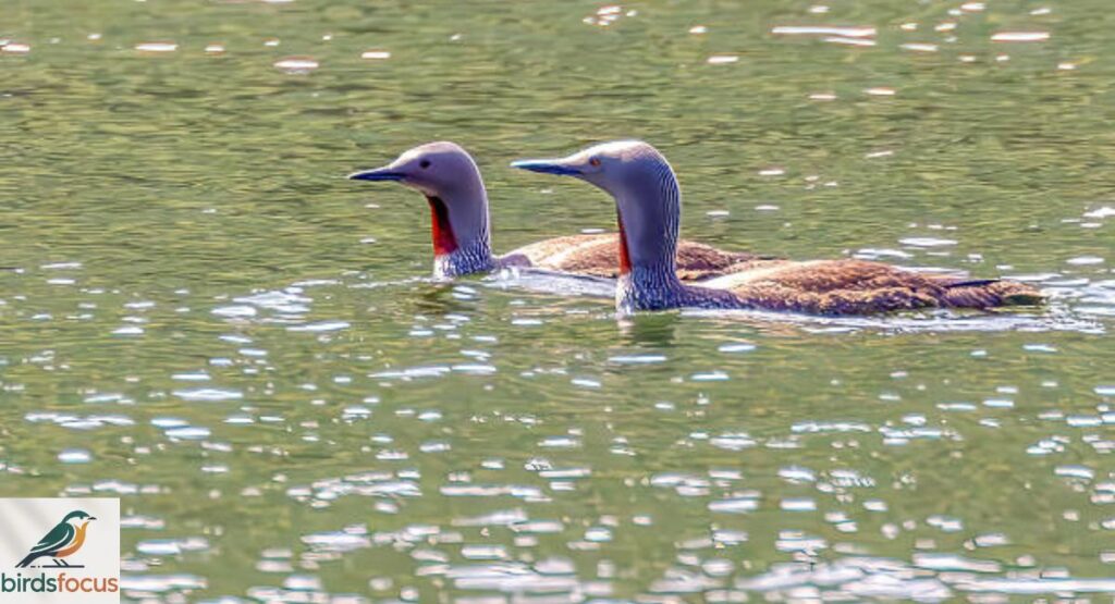 Red-throated Loon