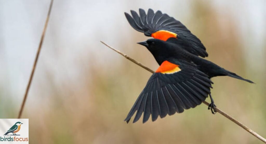 Red-winged Blackbird