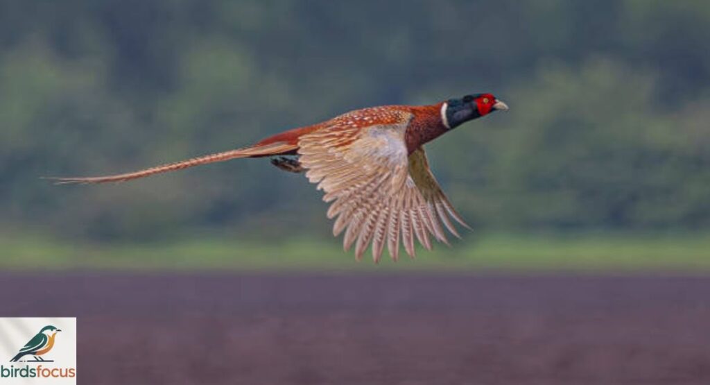 Ring-necked Pheasant