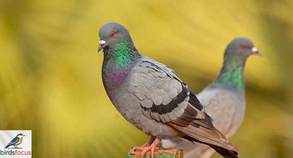 Rock Pigeon