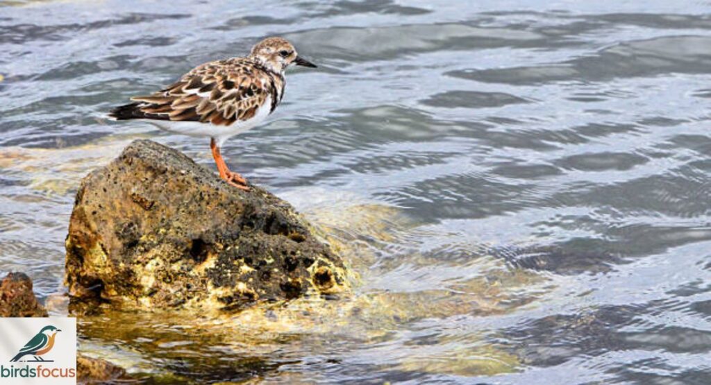 Ruddy Turnstone