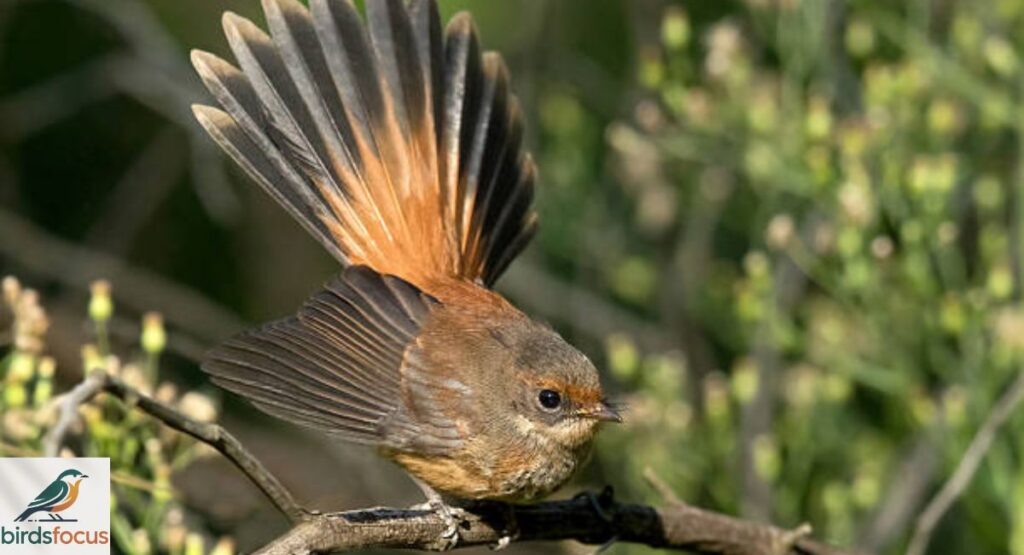 Rufous Fantail