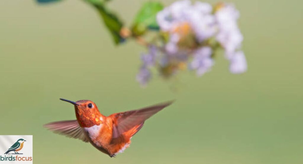 Rufous Hummingbird