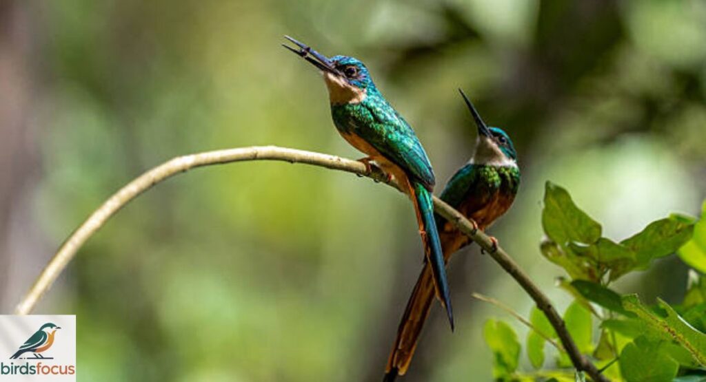 Rufous-tailed Jacamar
