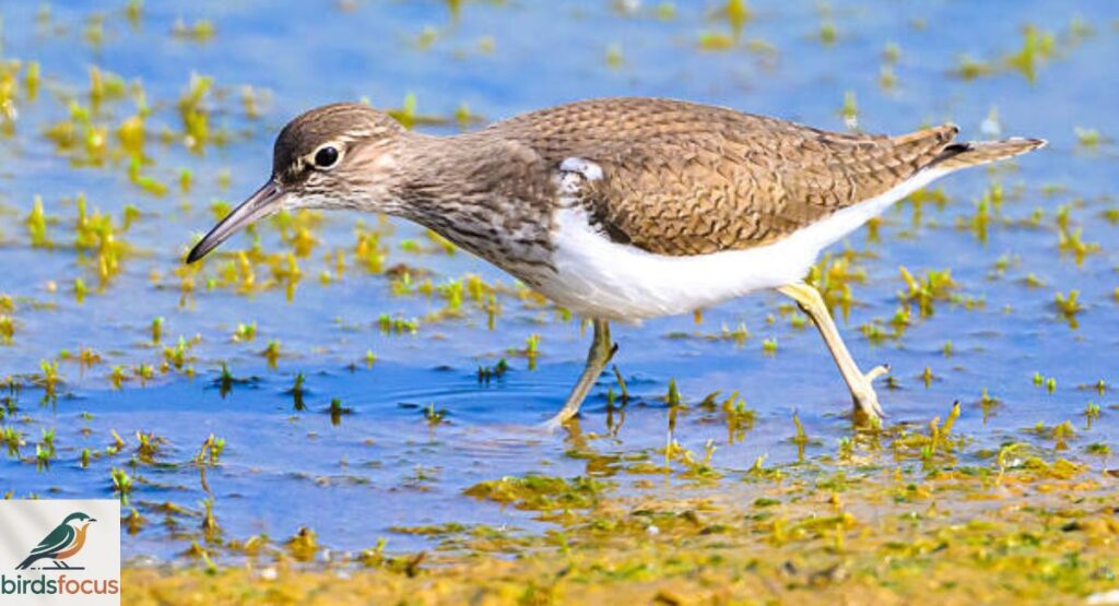 Sandpiper